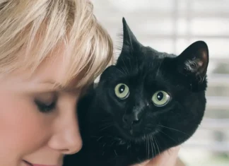 Test Your Cat Knowledge: Are You a True Cat Expert?