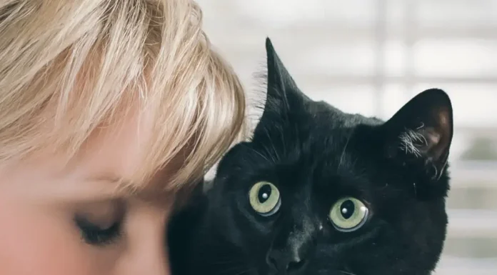 Test Your Cat Knowledge: Are You a True Cat Expert?