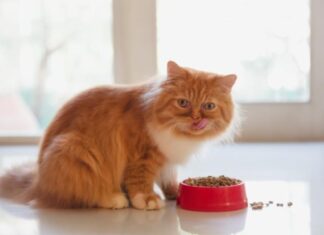 Understanding Limited Ingredient Cat Food: Benefits and Guide
