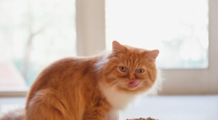 Understanding Limited Ingredient Cat Food: Benefits and Guide