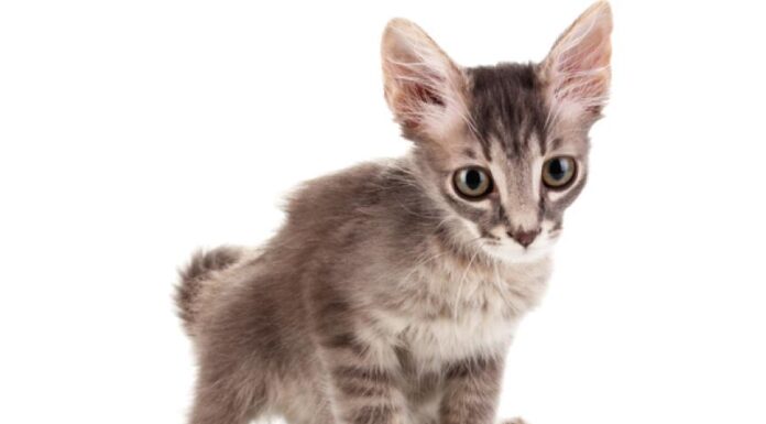 Essential Kitten Feeding Schedule for a Healthy Growth