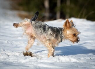 Effective Diet Strategies to Prevent Dog Urinary Tract Infections