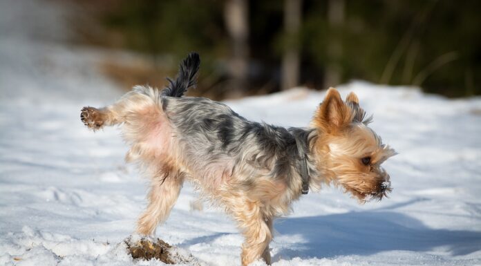 Effective Diet Strategies to Prevent Dog Urinary Tract Infections