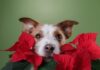 5 Dog-Safe Alternatives to Popular Holiday Plants
