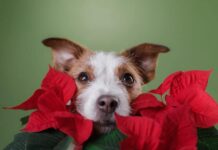 5 Dog-Safe Alternatives to Popular Holiday Plants