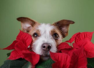 5 Dog-Safe Alternatives to Popular Holiday Plants
