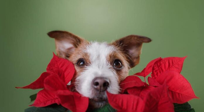 5 Dog-Safe Alternatives to Popular Holiday Plants