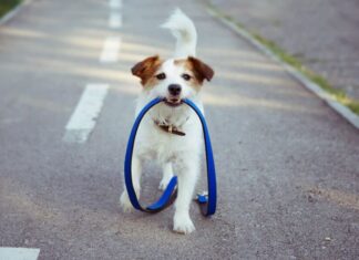 How To Train Your Dog Off-Leash