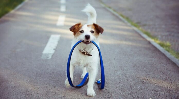 How To Train Your Dog Off-Leash