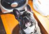 Heat Stroke in Dogs: Breeds Most At Risk This Summer