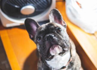 Heat Stroke in Dogs: Breeds Most At Risk This Summer