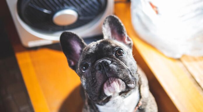 Heat Stroke in Dogs: Breeds Most At Risk This Summer