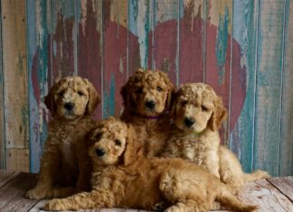 Top Puppy Foods: Find the Best Nutrition for Your New Pet