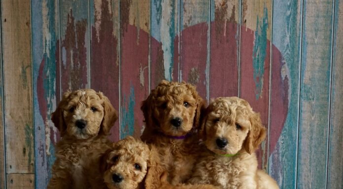 Top Puppy Foods: Find the Best Nutrition for Your New Pet