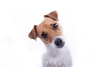 Essential Questions to Ask About Your Pet’s Food Quality