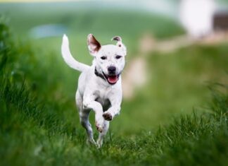 How Do I Teach My Dog to Come When Called? 6 Tips for a Reliable Recall