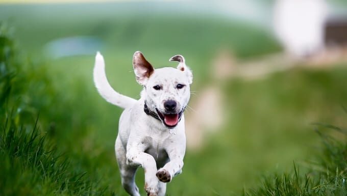 How Do I Teach My Dog to Come When Called? 6 Tips for a Reliable Recall