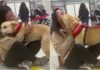 WATCH: Heartwarming Moment Rescue Dog Falls In Love At First Sight With New Owner