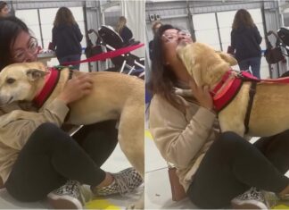 WATCH: Heartwarming Moment Rescue Dog Falls In Love At First Sight With New Owner