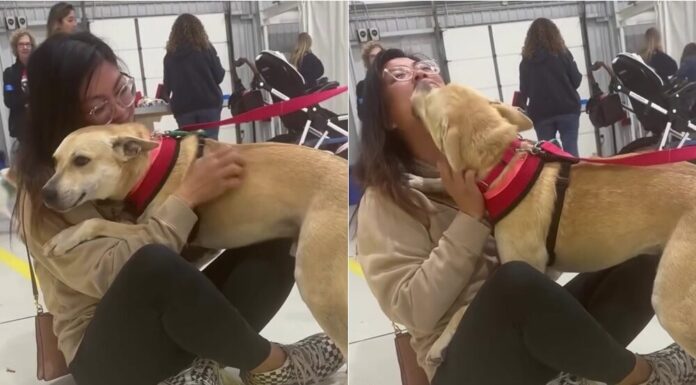 WATCH: Heartwarming Moment Rescue Dog Falls In Love At First Sight With New Owner