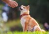 Basic Dog Obedience Training: How To Start