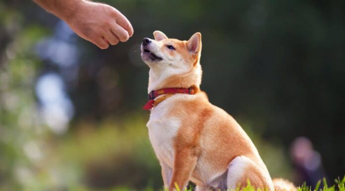Basic Dog Obedience Training: How To Start