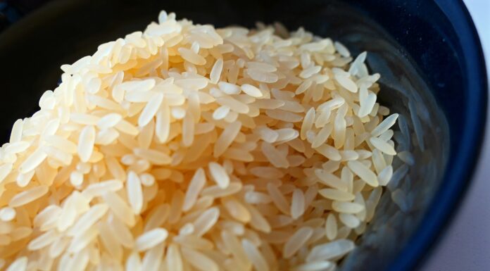 Is a Bland Diet Right for Your Pet? Find Out Now!