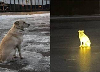 Russian Dog Dubbed As ‘Hachiko 2.0’, Found Sitting Beside Frozen River Waiting For Dead Owner’s Return