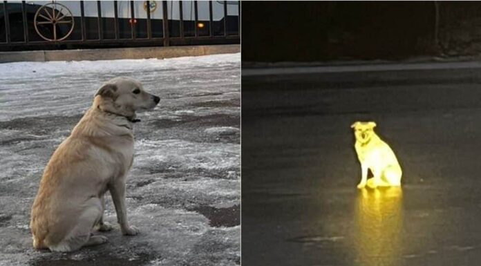 Russian Dog Dubbed As ‘Hachiko 2.0’, Found Sitting Beside Frozen River Waiting For Dead Owner’s Return
