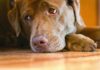 Do Dogs Get Seasonal Affective Disorder in the Winter Months?