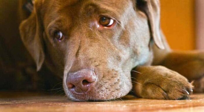 Do Dogs Get Seasonal Affective Disorder in the Winter Months?