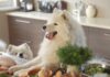 Discover the Benefits of Human-Grade Dog Food for Your Pup