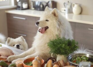 Discover the Benefits of Human-Grade Dog Food for Your Pup