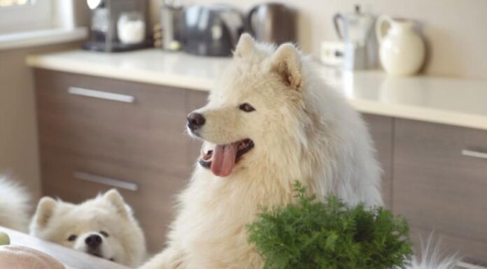 Discover the Benefits of Human-Grade Dog Food for Your Pup