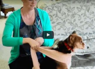 D.I.Y. Dog Anxiety Wrap for Pet Parents in a Pinch