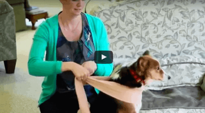 D.I.Y. Dog Anxiety Wrap for Pet Parents in a Pinch