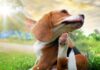 Seasonal Allergies In Dogs: Summer Edition