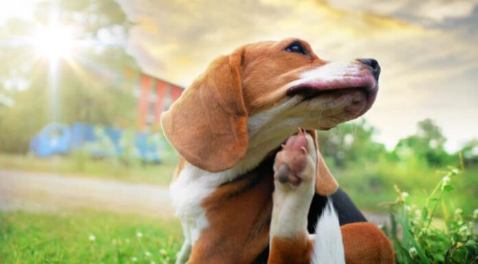 Seasonal Allergies In Dogs: Summer Edition