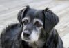 Is Your Dog Ready for Senior Dog Food? Discover the Signs!
