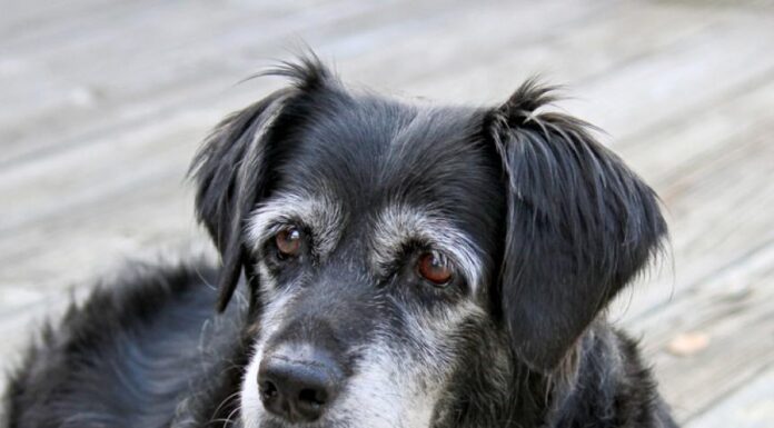 Is Your Dog Ready for Senior Dog Food? Discover the Signs!