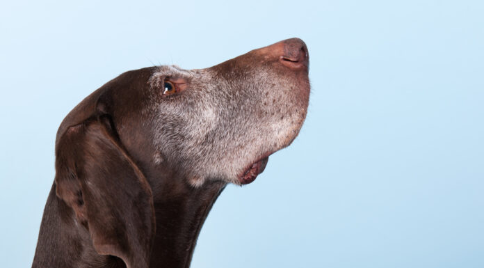 Ideal Time to Transition Your Pet to a Senior Diet Senior dog