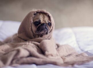 5 Separation Anxiety Solutions for Your Stressed Out Dog