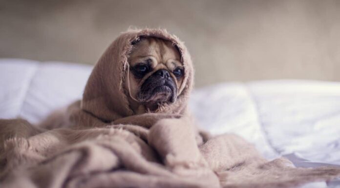 5 Separation Anxiety Solutions for Your Stressed Out Dog