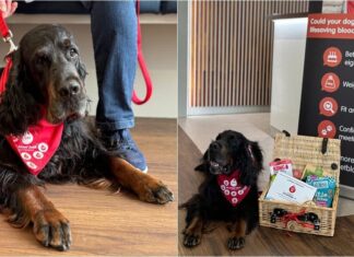 ‘Relaxed’ Dog In The UK Sleeps Through His 40th (And Final) Blood Donation