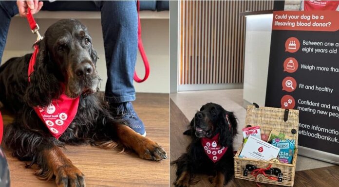 ‘Relaxed’ Dog In The UK Sleeps Through His 40th (And Final) Blood Donation