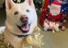 Shelter Dog Gets The Best Christmas Gift — A Forever Home Ahead Of The Holidays