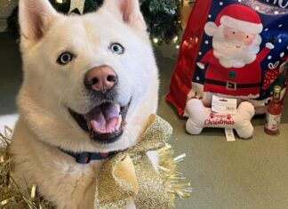 Shelter Dog Gets The Best Christmas Gift — A Forever Home Ahead Of The Holidays