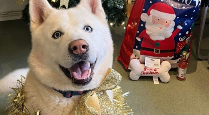 Shelter Dog Gets The Best Christmas Gift — A Forever Home Ahead Of The Holidays