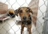 Southern Oregon Animal Shelter Reopens After Temporarily Closing Due To Mysterious Canine Respiratory Illness