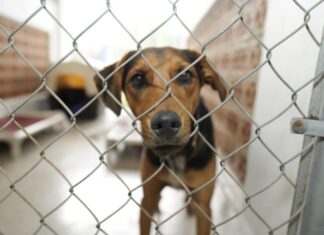 Southern Oregon Animal Shelter Reopens After Temporarily Closing Due To Mysterious Canine Respiratory Illness